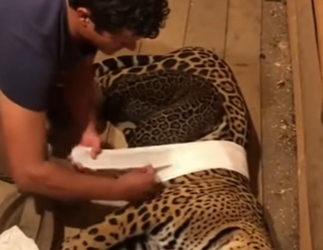 V2803002 Salvé Este Jaguar Me Dio Una Sorpresa (Part 2)