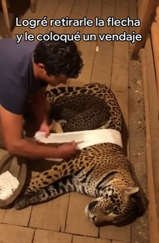 V2803002 Salvé Este Jaguar Me Dio Una Sorpresa (Part 2)