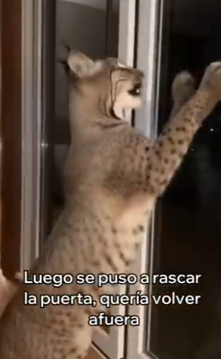 V2803009 Este Lince Salvó Su Cría (Part 2)