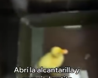 V2803001 Rescaté Este Patito Esto Pasó (Part 2)