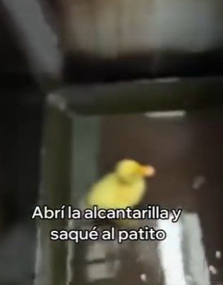 V2803001 Rescaté Este Patito Esto Pasó (Part 2)