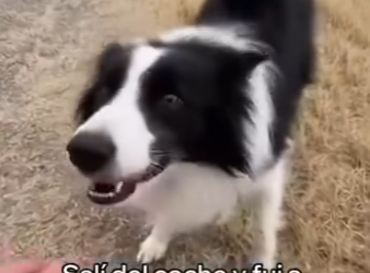 V2803012 Adopté Este Perro Abandonado (Part 2)