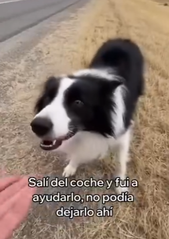 V2803012 Adopté Este Perro Abandonado (Part 2)