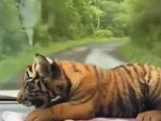 V2803008 Rescaté Este Tigre Esto Pasó (Part 2)