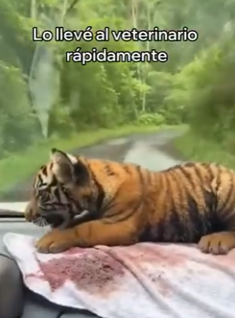 V2803008 Rescaté Este Tigre Esto Pasó (Part 2)