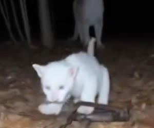 V2803007 Este Puma Albino Salvó Su Cachorro (Part 2)