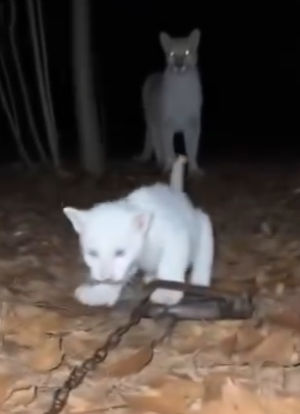 V2803007 Este Puma Albino Salvó Su Cachorro (Part 2)