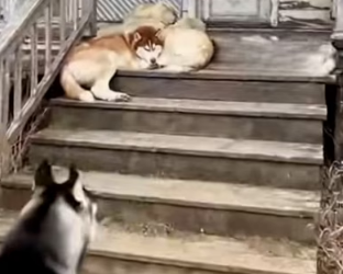 F1803001 A leopard stole the kitten from a helpless tied cat, but the huskies rescued it. (Part 2)
