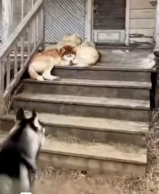 F1803001 A leopard stole the kitten from a helpless tied cat, but the huskies rescued it. (Part 2)