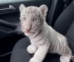 V2803004 Adopté Este Pequeño Tigre Blanco (Part 2)