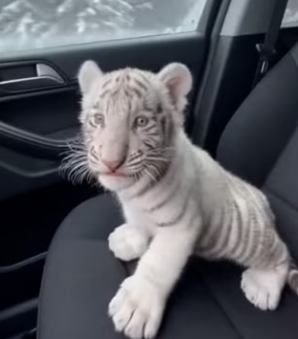 V2803004 Adopté Este Pequeño Tigre Blanco (Part 2)