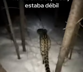 V2803011 Esta Leopardo De Las Nieves Salvó Su Cría (Part 2)