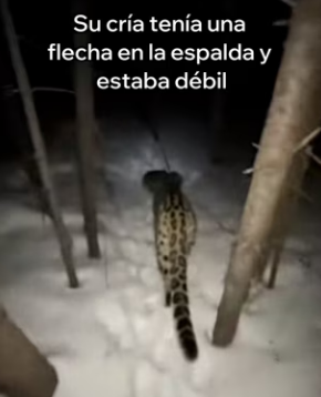 V2803011 Esta Leopardo De Las Nieves Salvó Su Cría (Part 2)