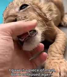 P1803001 Saved Baby lion (Part 2)