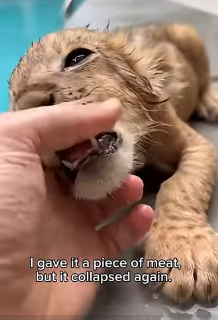 P1803001 Saved Baby lion (Part 2)