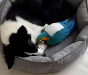 V2803010 Salvé La Vida De Esta Guacamaya (Part 2)