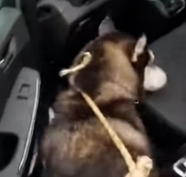V2803003 Este Perro Se Volvió Mi Mejor Amigo (Part 2)