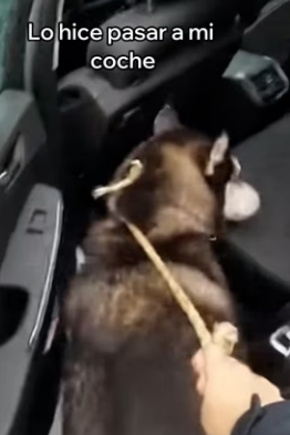 V2803003 Este Perro Se Volvió Mi Mejor Amigo (Part 2)