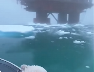 L2503006 This Woman saved a baby polar bear from a giant squid… the most unforgettable moment of her life (Part 2)