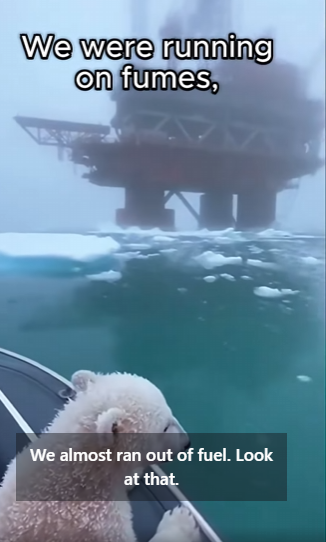 L2503006 This Woman saved a baby polar bear from a giant squid… the most unforgettable moment of her life (Part 2)