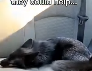 L2503008 This cat brought a baby and took his owner to it’s mom (Part 2)