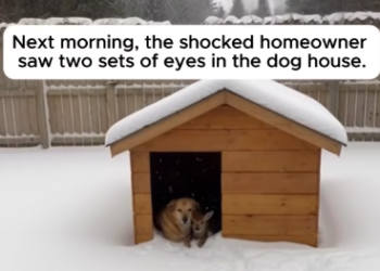 P1103005 A Shivering Fawn Snuck Into His Dog House (Part 2)