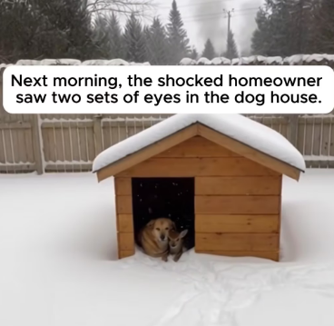 P1103005 A Shivering Fawn Snuck Into His Dog House (Part 2)