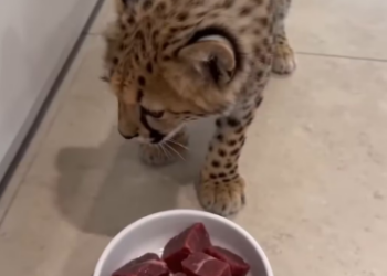 F1803002 The leopard mother gave me her baby. Their bond was deep (Part 2)