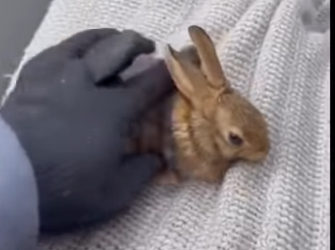 L2503010 On a frozen lake, a tiny bunny lay trapped in ice, its heartbeat fading in the winter cold (Part 2)