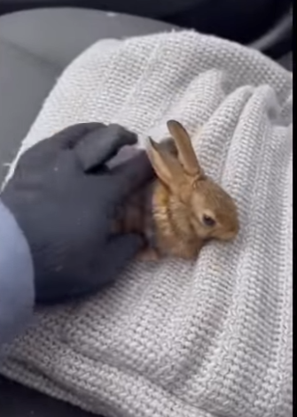 L2503010 On a frozen lake, a tiny bunny lay trapped in ice, its heartbeat fading in the winter cold (Part 2)
