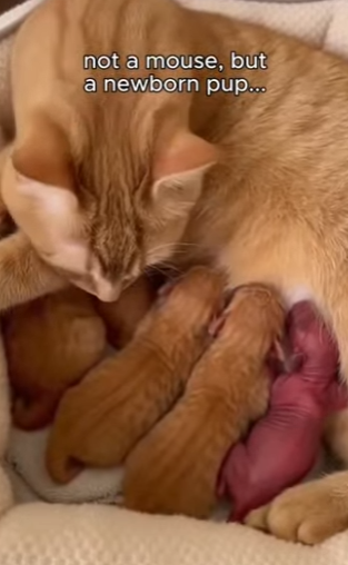 L2503009 This woman thought this cat caught a mouse… but she was wrong (Part 2)