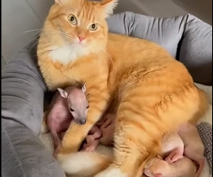 L2703005 My cat brought back a baby kangaroo (Part 2)