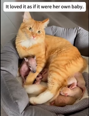 L2703005 My cat brought back a baby kangaroo (Part 2)
