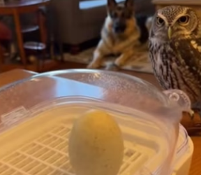 F2803004 My dog brought home baby owl… then an egg hatched into something (Part 2)
