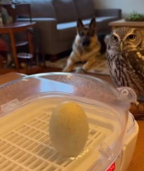 F2803004 My dog brought home baby owl… then an egg hatched into something (Part 2)