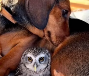 F2803005 My Dachshund Brought Home Baby Owl… Then an Egg Hatched Into (Part 2)