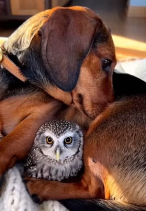 F2803005 My Dachshund Brought Home Baby Owl… Then an Egg Hatched Into (Part 2)