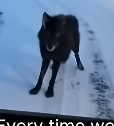 P1201002 wolf showed up at my door carrying her injured pup (Part 2)
