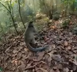 F2803006 Saved Trapped Monkey Hunter (Part 2)