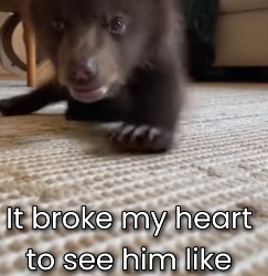 F0603015 Little Bear Will Never Walk Again… But helped Him (Part 2)