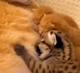 K2703007 This cat became the cougar’s mom (Part 2)