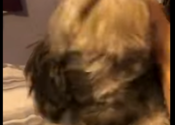 I2903003 Missing Dog Reunites With Owner After 5 Years (Part 2)