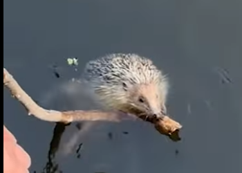 I2903002 Good People Save a Tiny Life ❤️‍🩹🦔 (Part 2)