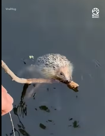 I2903002 Good People Save a Tiny Life ❤️‍🩹🦔 (Part 2)