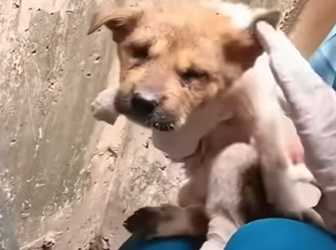M2903001 💔 “Nos tiraron vivos a un hoyo… y se fueron sin mirar atrás” (Part 2)