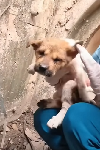 M2903001 💔 “Nos tiraron vivos a un hoyo… y se fueron sin mirar atrás” (Part 2)