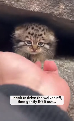 P1303003 In a rock crevice, a Pallas’s kitten cries as wolves circle below (Part 2)