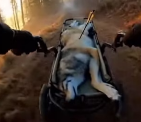 F2903004 Wolf Was Saved Before It Was Too Late (Part 2)