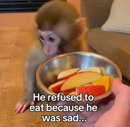 P2402001 The Little Monkey Who Found a Mom in a Toy ❤️ Real animal rescues that cross borders ❤️🐾 Giving ani (Part 2)