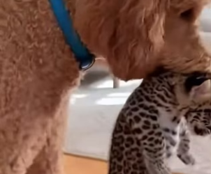 F2903002 Wild Leopard Introduces Her Baby To My Dog And Cat (Part 2)